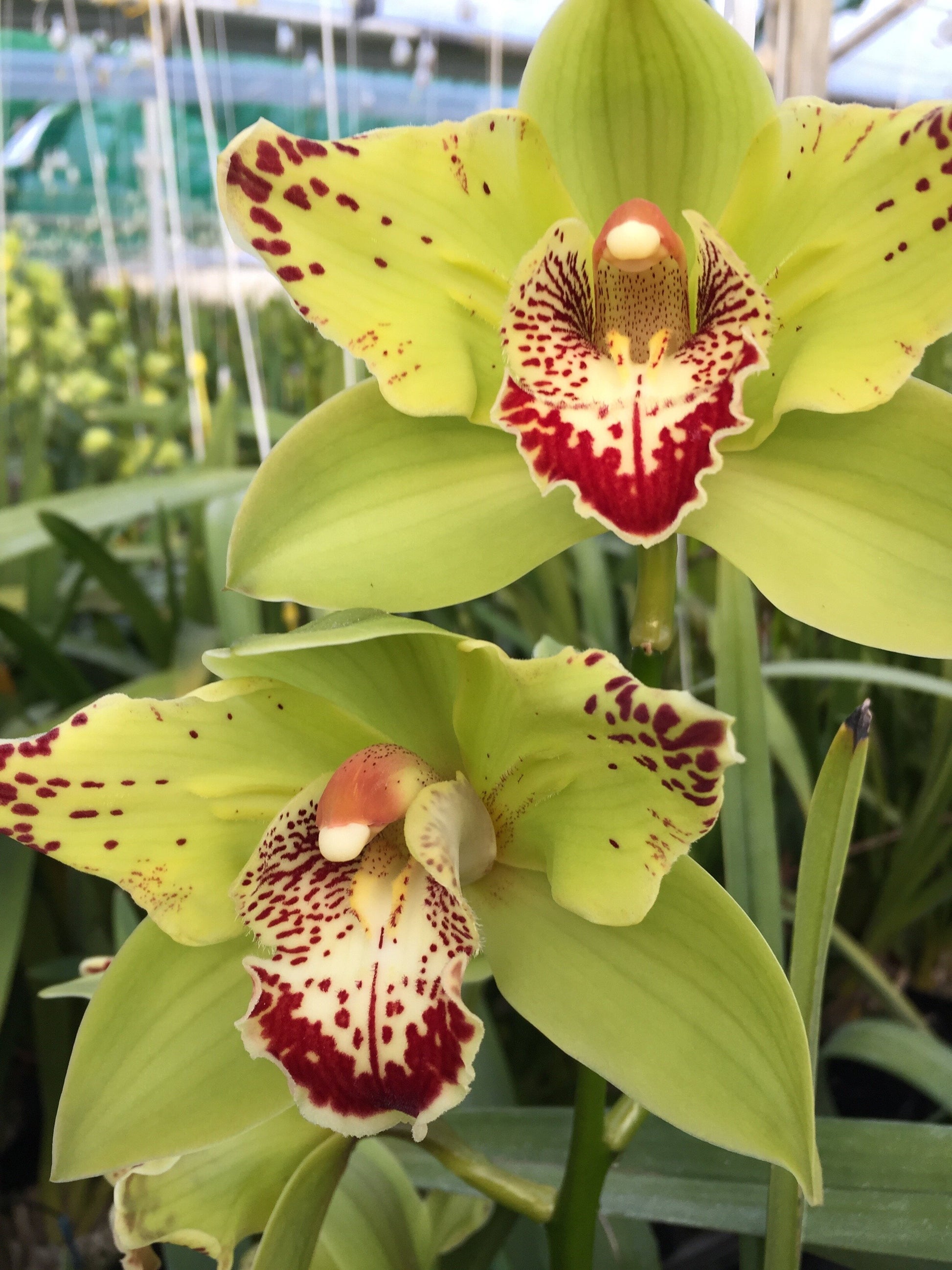 Green Cymbidium Orchid Flower seeds for Planting - Shade Tolerant, Heirloom & GMO Free Seeds for Home Garden