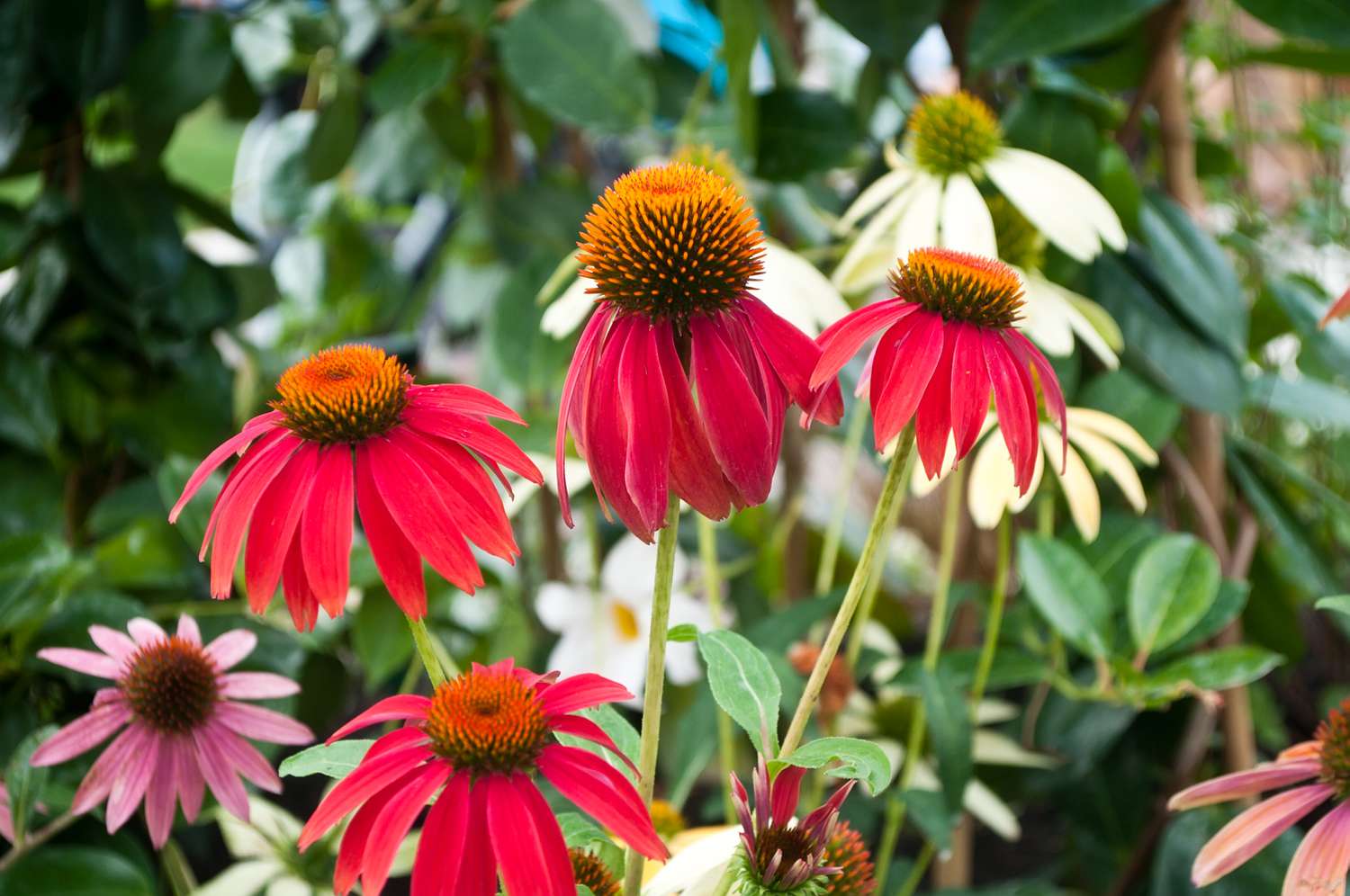 Maroon Coneflower Flower seeds for Planting - Long Bloom Season, Heirloom & GMO Free Seeds for Home Garden