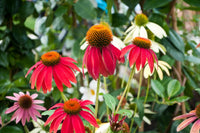 Maroon Coneflower Flower seeds for Planting - Long Bloom Season, Heirloom & GMO Free Seeds for Home Garden