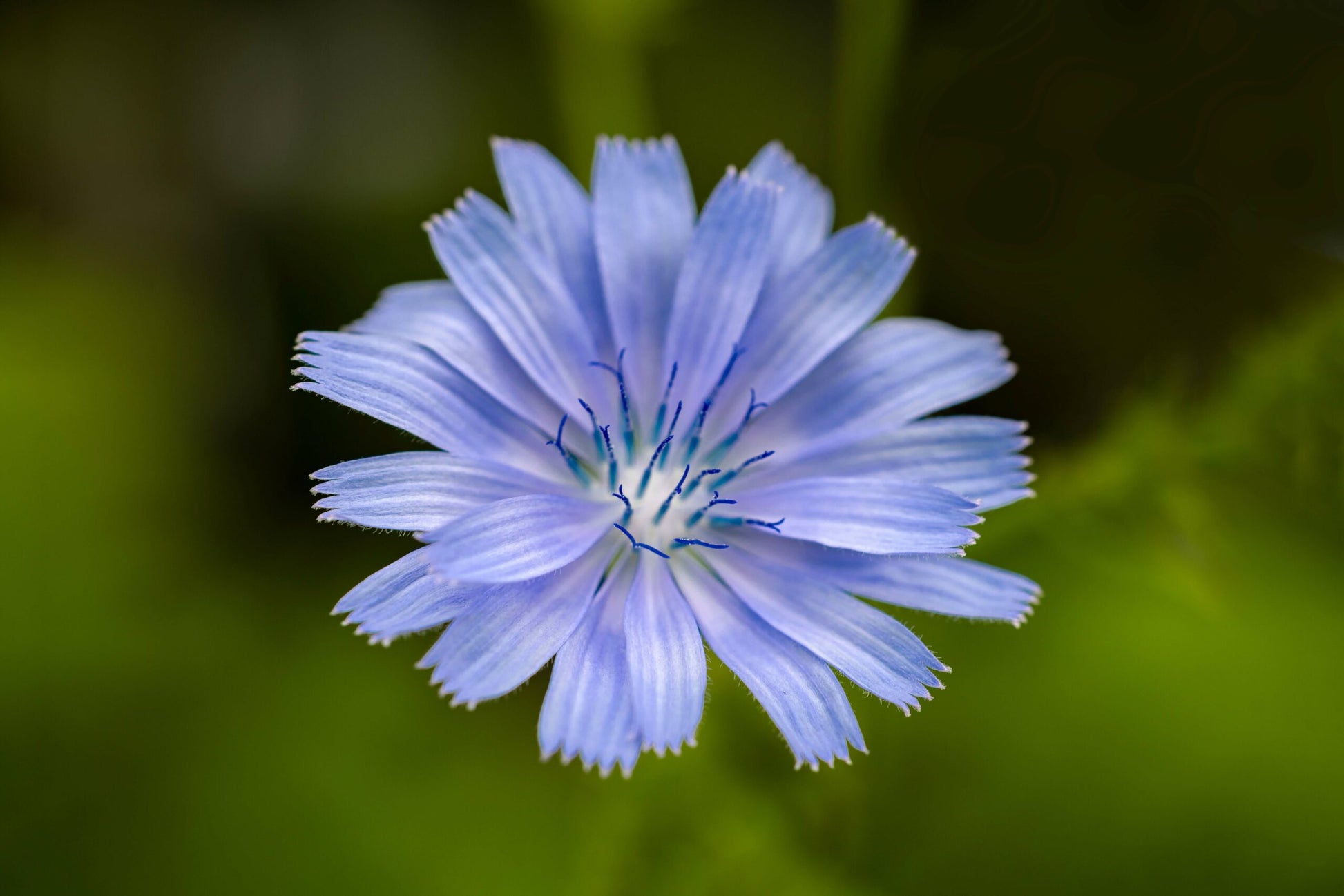 Blue Cichorium Flower seeds for Planting - Garden Favorite, Heirloom & GMO Free Seeds for Home Garden