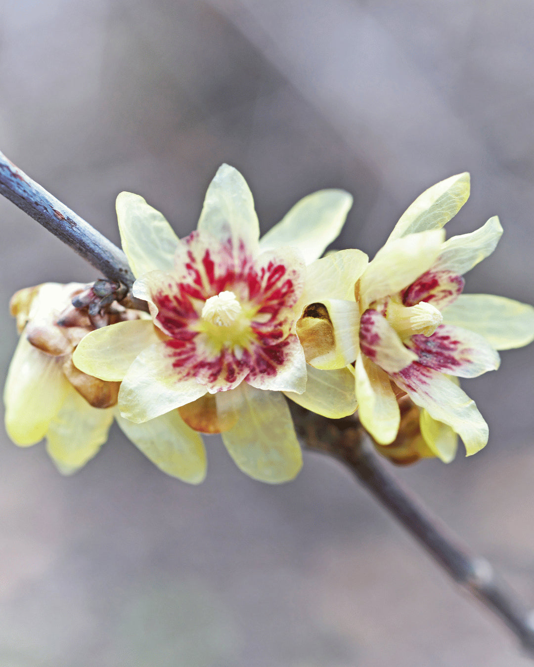 Chimonanthus Praecox Flower seeds for Planting Pollinator Friendly Heirloom & GMO Free Seeds for Home Garden