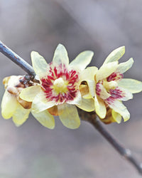 Chimonanthus Praecox Flower seeds for Planting Pollinator Friendly Heirloom & GMO Free Seeds for Home Garden