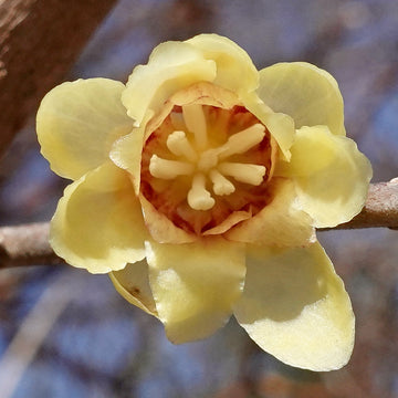 Chimonanthus Flower seeds for Planting Compact Growth Heirloom & GMO Free Seeds for Home Garden