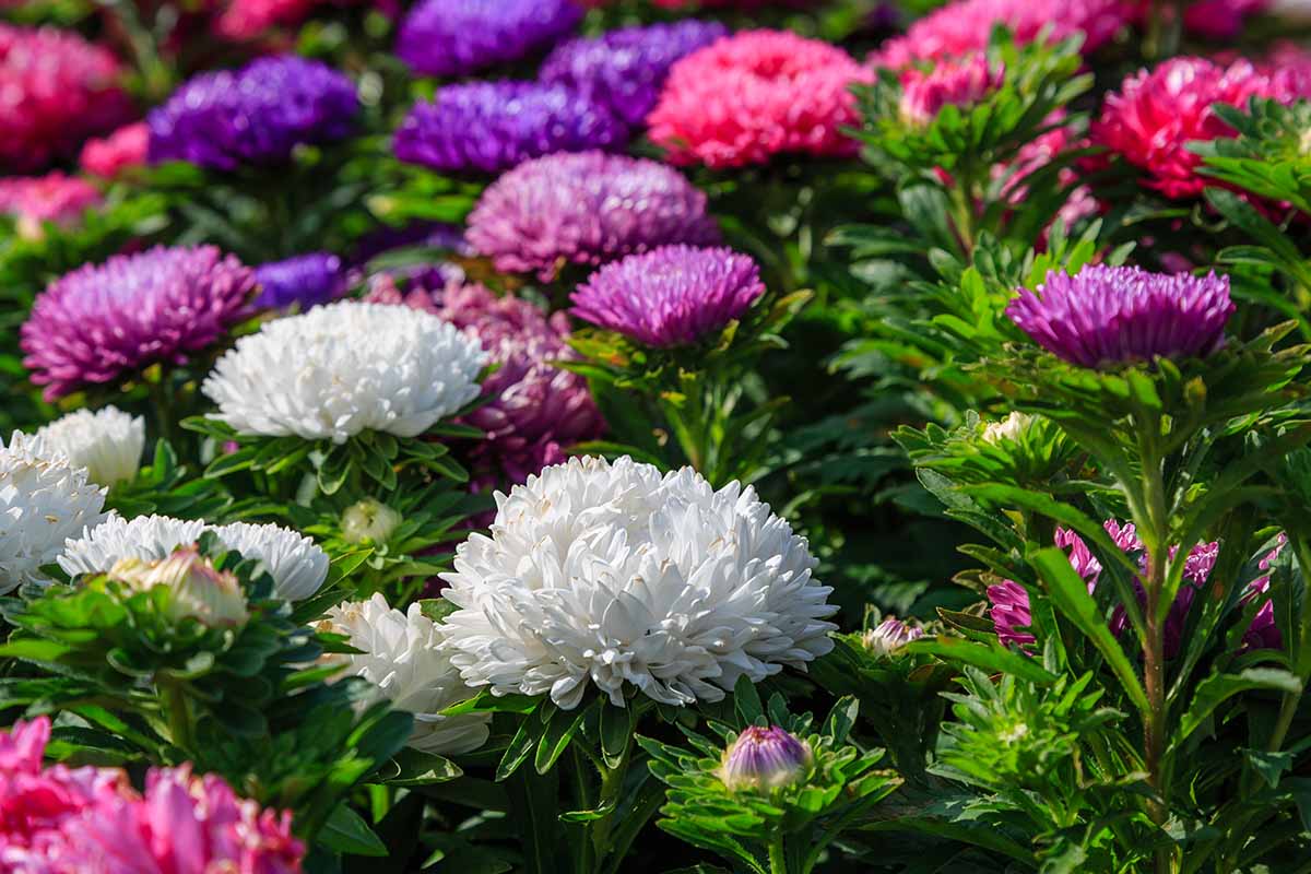MultiColour China Aster Flower Seeds for Planting Cottage Garden Essential Heirloom & GMO Free Seeds for Home Garden
 
 Sale