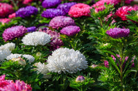 MultiColour China Aster Flower Seeds for Planting Cottage Garden Essential Heirloom & GMO Free Seeds for Home Garden
 
 Sale