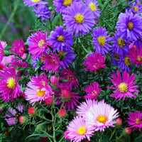 Mixed Asters Flower seeds for Planting - Fragrant Blossoms, Heirloom & GMO Free Seeds for Home Garden