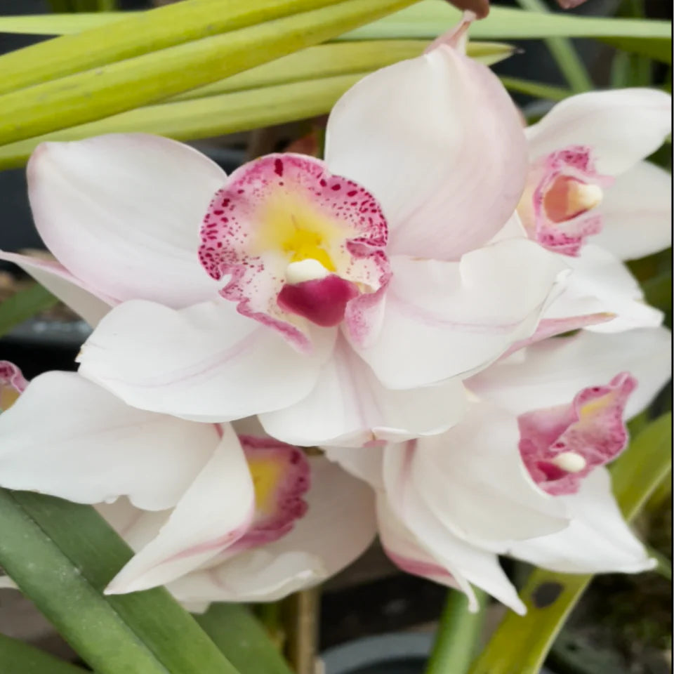 Pink & White Cymbidium Orchid Flower seeds for Planting - Perfect for Borders, Heirloom & GMO Free Seeds for Home Garden