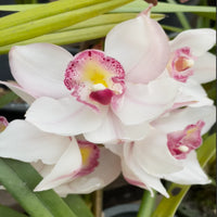 Pink & White Cymbidium Orchid Flower seeds for Planting - Perfect for Borders, Heirloom & GMO Free Seeds for Home Garden