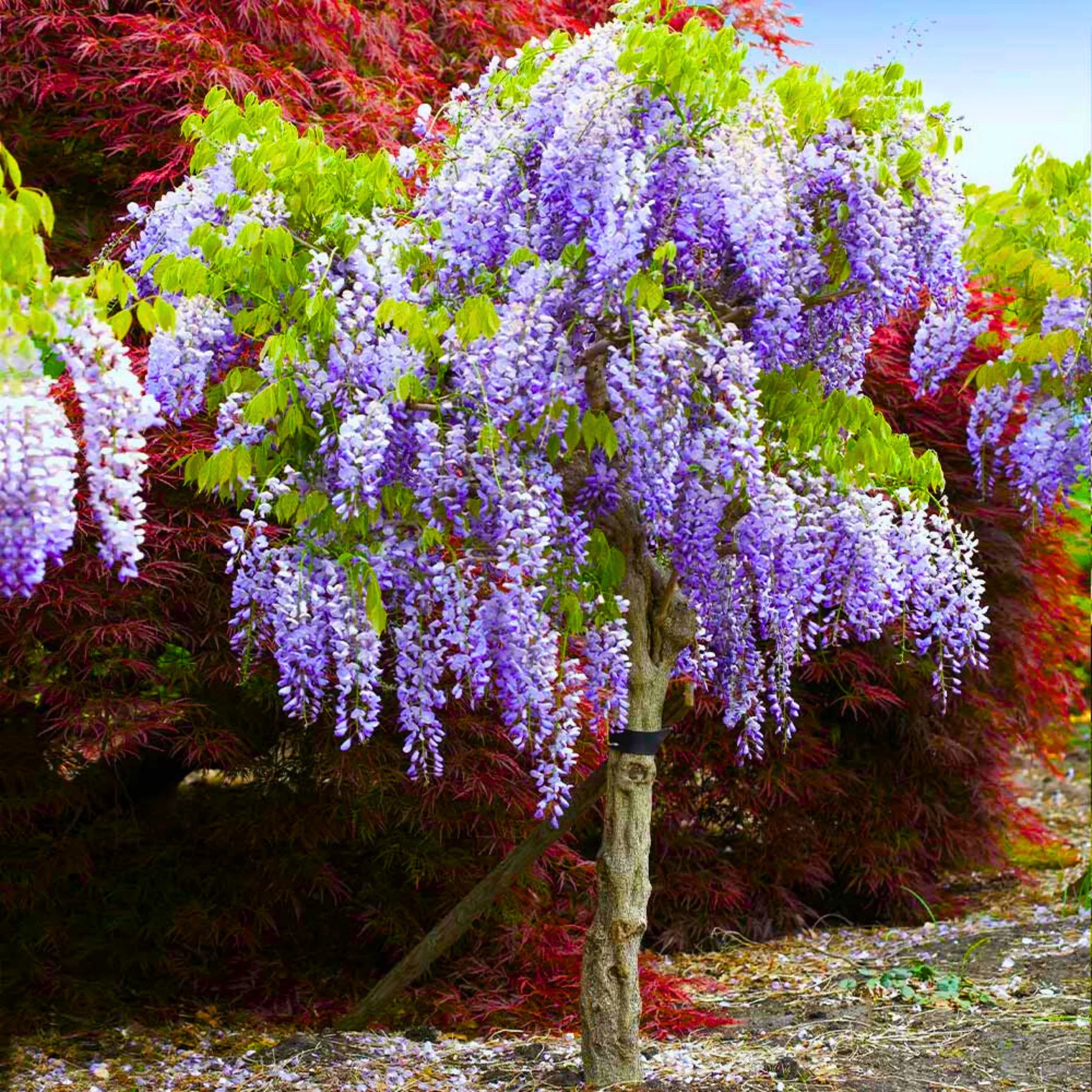 Wisteria Plant Seeds for Vibrant Garden Beautiful Outdoor Spaces - Wisteria Seeds