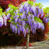Wisteria Plant Seeds for Vibrant Garden Beautiful Outdoor Spaces - Wisteria Seeds