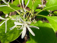 White Chionanthus Flower seeds for Planting - Low Maintenance, Heirloom & GMO Free Seeds for Home Garden