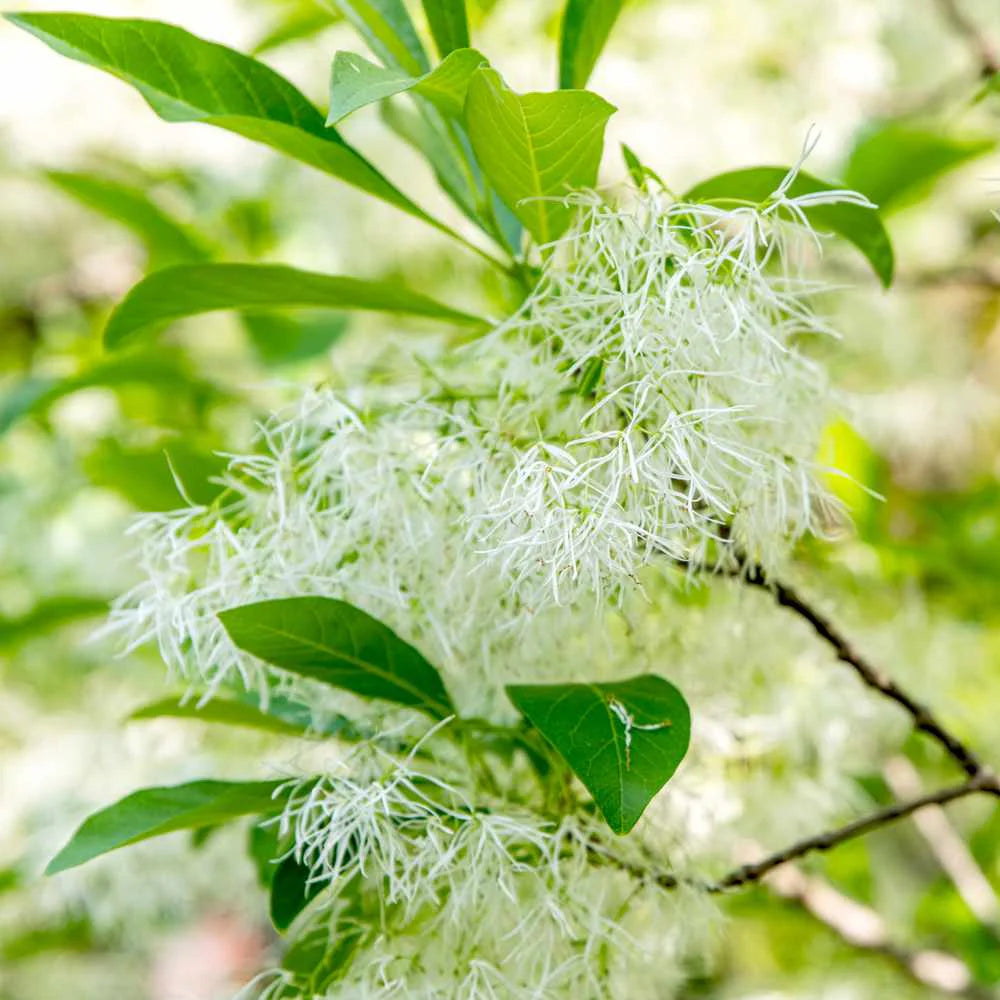 Fringe Flower seeds for Planting Long Bloom Season Heirloom & GMO Free Seeds for Home Garden