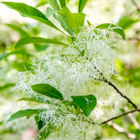 Fringe Flower seeds for Planting Long Bloom Season Heirloom & GMO Free Seeds for Home Garden