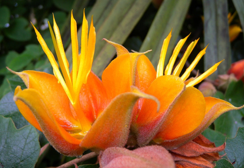 Orange Chiranthodendron Flower seeds for Planting Colorful Display Heirloom & GMO Free Seeds for Home Garden 
 
 Sale