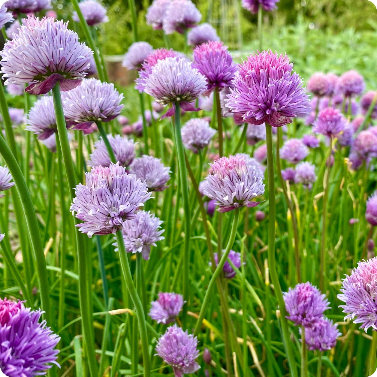 Schoenoprasum Flower seeds for Planting Cut Flower Favorite Heirloom & GMO Free Seeds for Home Garden
