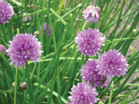 Schoenoprasum Flower seeds for Planting Cut Flower Favorite Heirloom & GMO Free Seeds for Home Garden