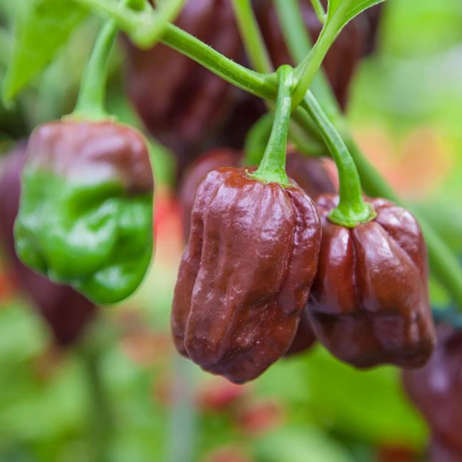 Chocolate Habanero Pepper Seeds for Home Gardening