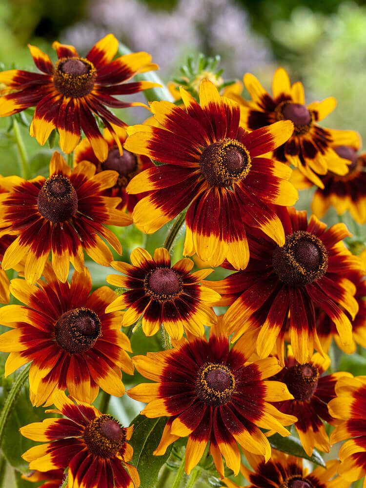 Chocolate Orange Rudbeckia Flower Seeds for Planting  Vibrant Blooms for Your Garden