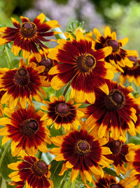 Chocolate Orange Rudbeckia Flower Seeds for Planting  Vibrant Blooms for Your Garden