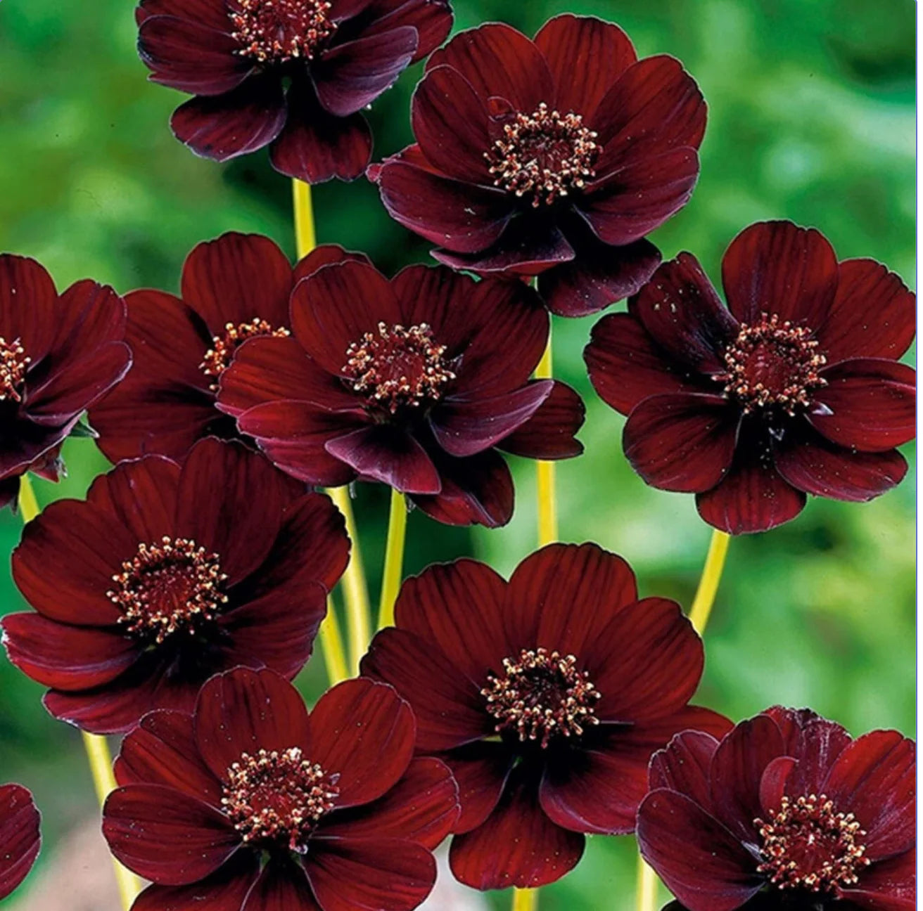 Cosmos Flower seeds for Planting Long Bloom Season Heirloom & GMO Free Seeds for Home Garden