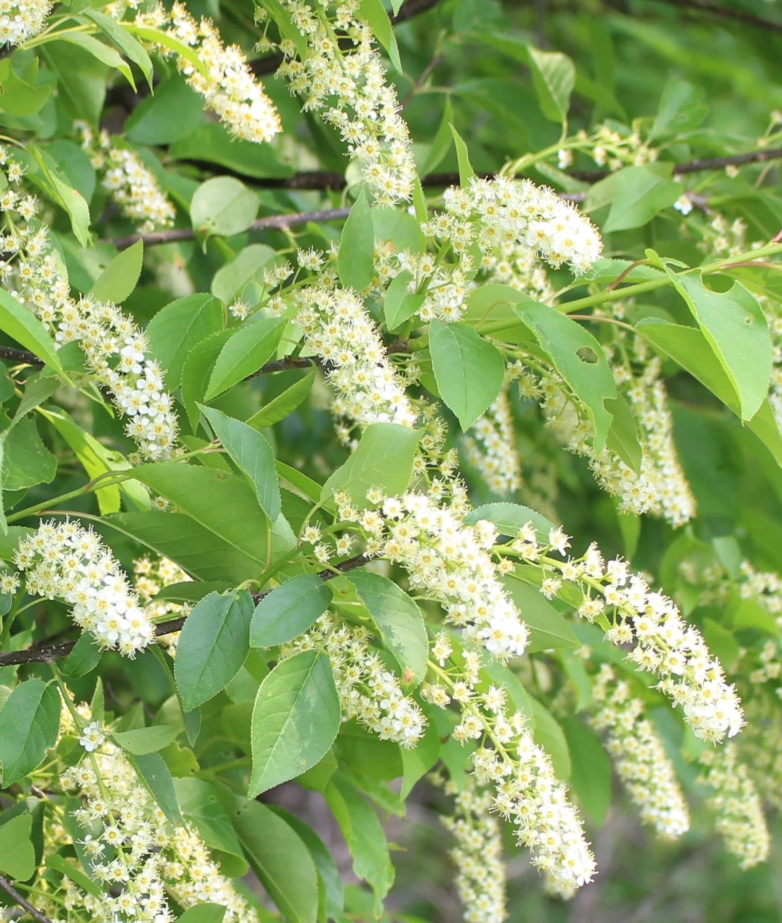 Verbena Chokecherry Flower seeds for Planting Seasonal Bloomer Heirloom & GMO Free Seeds for Home Garden