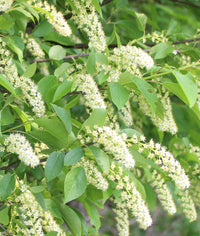 Verbena Chokecherry Flower seeds for Planting Seasonal Bloomer Heirloom & GMO Free Seeds for Home Garden