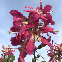 Chorisia Speciosa Flower seeds for Planting Sun Loving Heirloom & GMO Free Seeds for Home Garden