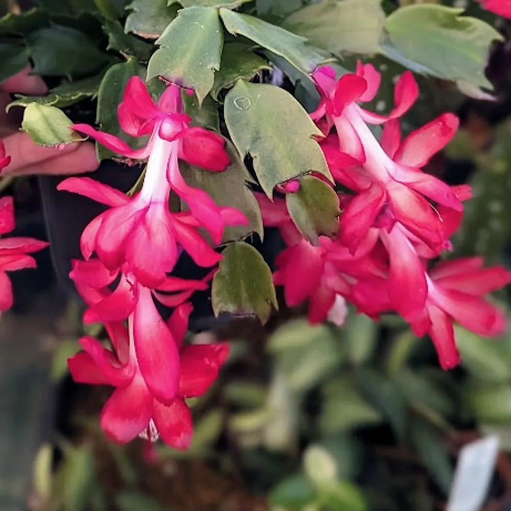 Deep Red Schlumbergera Flower seeds for Planting - Premium Quality, Heirloom & GMO Free Seeds for Home Garden