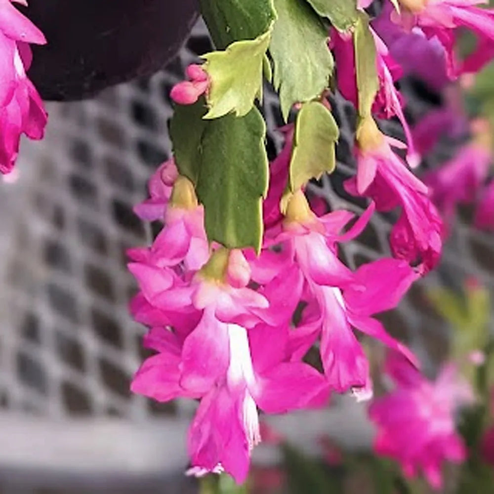 Mixed Zygocactus Truncatus Flower seeds for Planting - Cut Flower Favorite, Heirloom & GMO Free Seeds for Home Garden