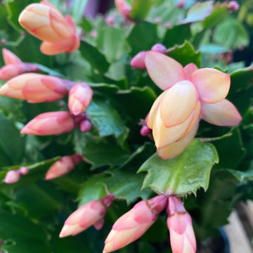 Peach Schlumbergera Flower seeds for Planting - Sun Loving, Heirloom & GMO Free Seeds for Home Garden