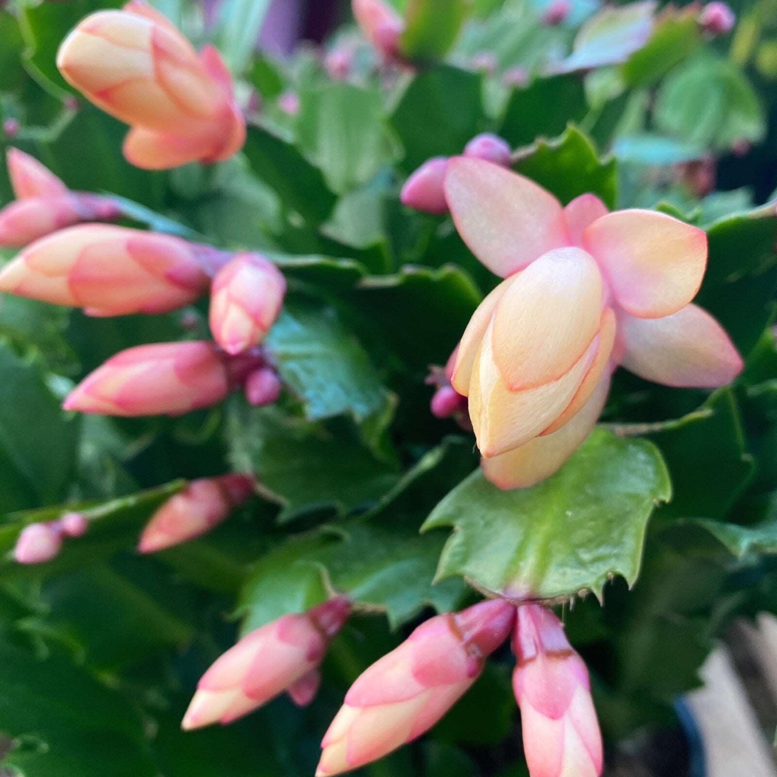 Schlumbergera Peach Flower seeds for Planting - Shade Tolerant, Heirloom & GMO Free Seeds for Home Garden