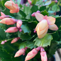 Schlumbergera Peach Flower seeds for Planting - Shade Tolerant, Heirloom & GMO Free Seeds for Home Garden