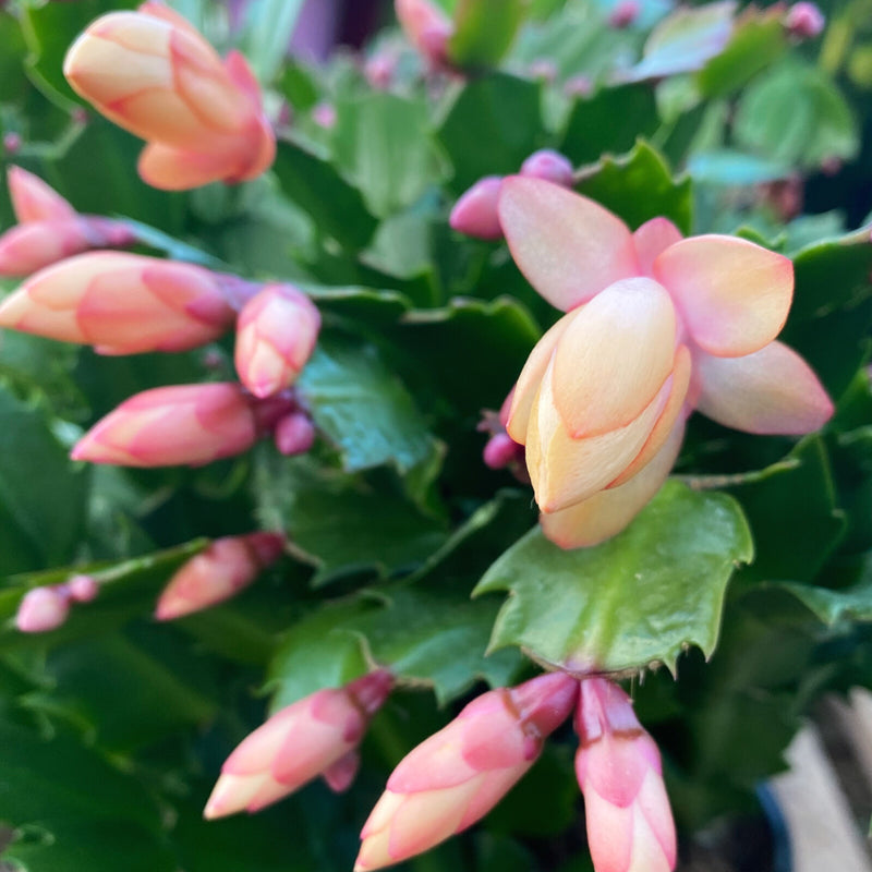 Schlumbergera Peach Flower seeds for Planting - Shade Tolerant, Heirloom & GMO Free Seeds for Home Garden