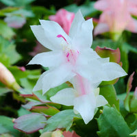 Pink White Schlumbergera Flower seeds for Planting Sun Loving Heirloom & GMO Free Seeds for Home Garden