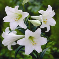White Amaryllis Flower Seeds for Planting Vibrant Colors Heirloom & GMO Free Seeds for Home Garden
 
 Sale
