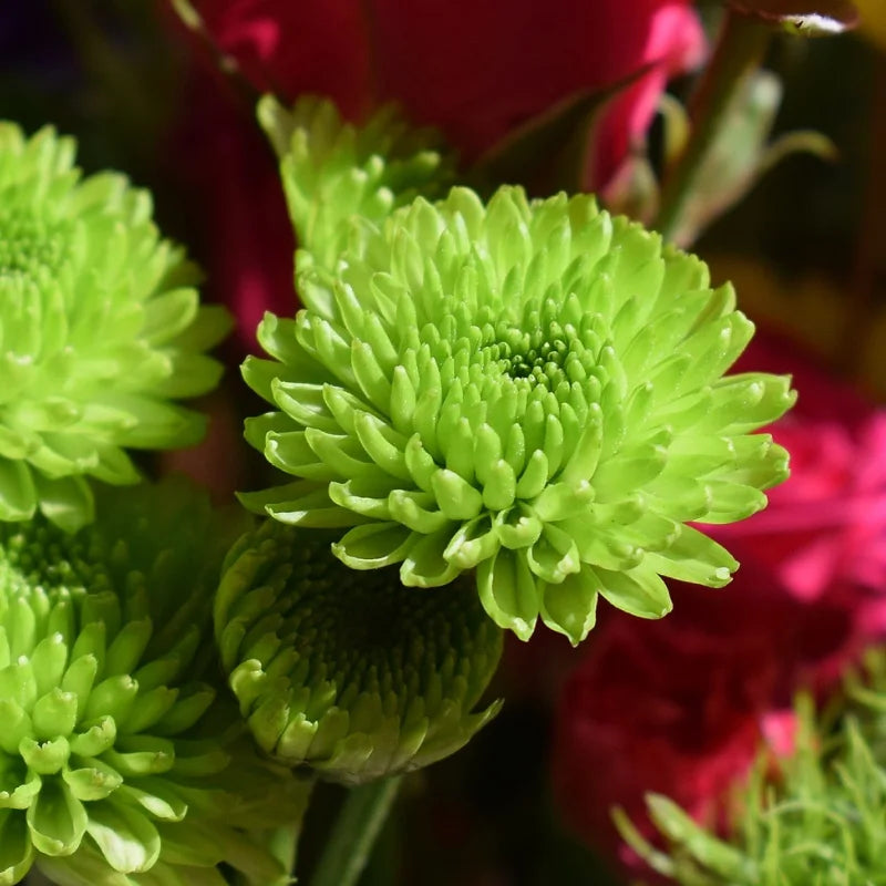 Green Chrysanthemum Flower seeds for Planting Hardy Variety Heirloom & GMO Free Seeds for Home Garden
 
 Sale