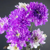 Violet Chrysanthemum Flower seeds for Planting - Seasonal Bloomer, Heirloom & GMO Free Seeds for Home Garden