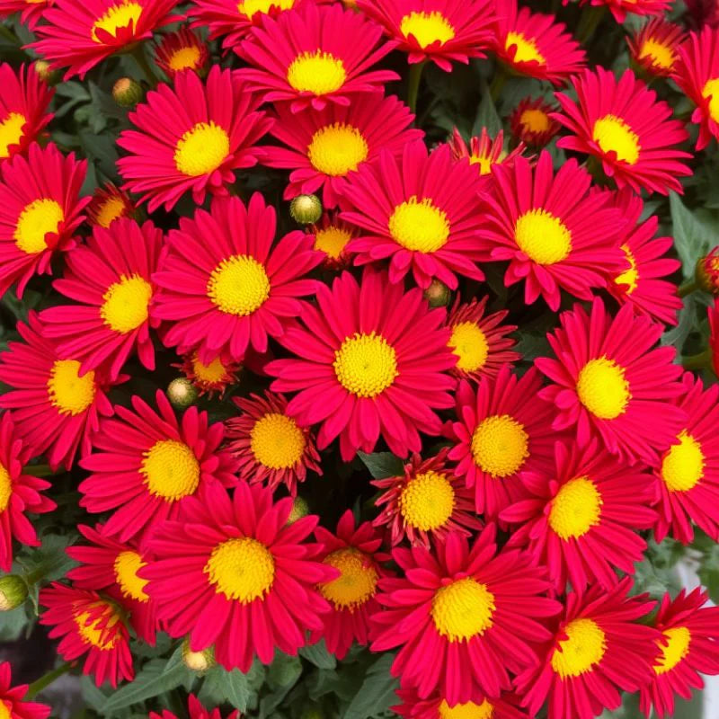 Heirloom Yellow & Red Chrysanthemum morifolium Flower seeds for Planting - Colorful Display, Heirloom & GMO Free Seeds for Home Garden