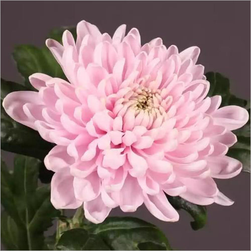 White Pink Chrysanthemum Flower seeds for Planting - Bright Blooms, Heirloom & GMO Free Seeds for Home Garden