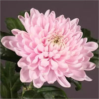 White Pink Chrysanthemum Flower seeds for Planting - Bright Blooms, Heirloom & GMO Free Seeds for Home Garden