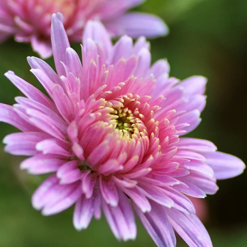 Baby Pink Chrysanthemum Flower seeds for Planting - Premium Quality, Heirloom & GMO Free Seeds for Home Garden