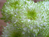 White Green Chrysanthemum Flower seeds for Planting - Vibrant Colors, Heirloom & GMO Free Seeds for Home Garden