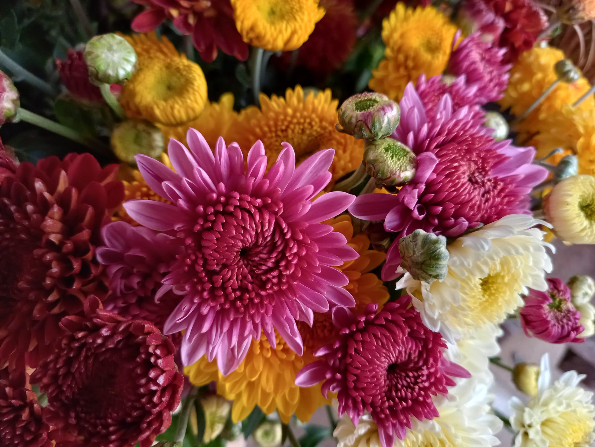 Chrysanthemum Flower seeds for Planting Shade Tolerant Heirloom & GMO Free Seeds for Home Garden 
 
 Sale