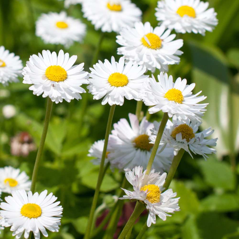 White Paludosum Flower seeds for Planting - Cut Flower Favorite, Heirloom & GMO Free Seeds for Home Garden