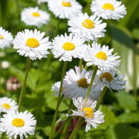 White Paludosum Flower seeds for Planting - Cut Flower Favorite, Heirloom & GMO Free Seeds for Home Garden