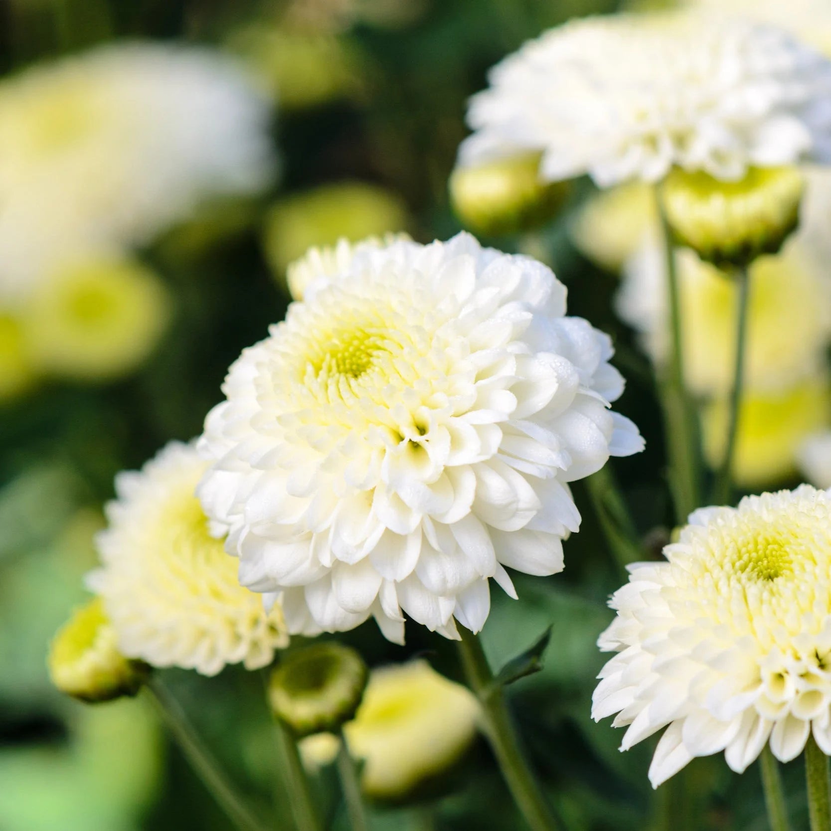 White Yellow Chrysanthemum Flower seeds for Planting - Bright Blooms, Heirloom & GMO Free Seeds for Home Garden