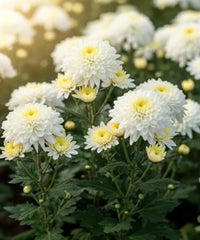 Chrysanthemum Flower Seeds Green White Flower seeds for Planting - Drought Tolerant, Heirloom & GMO Free Seeds for Home Garden