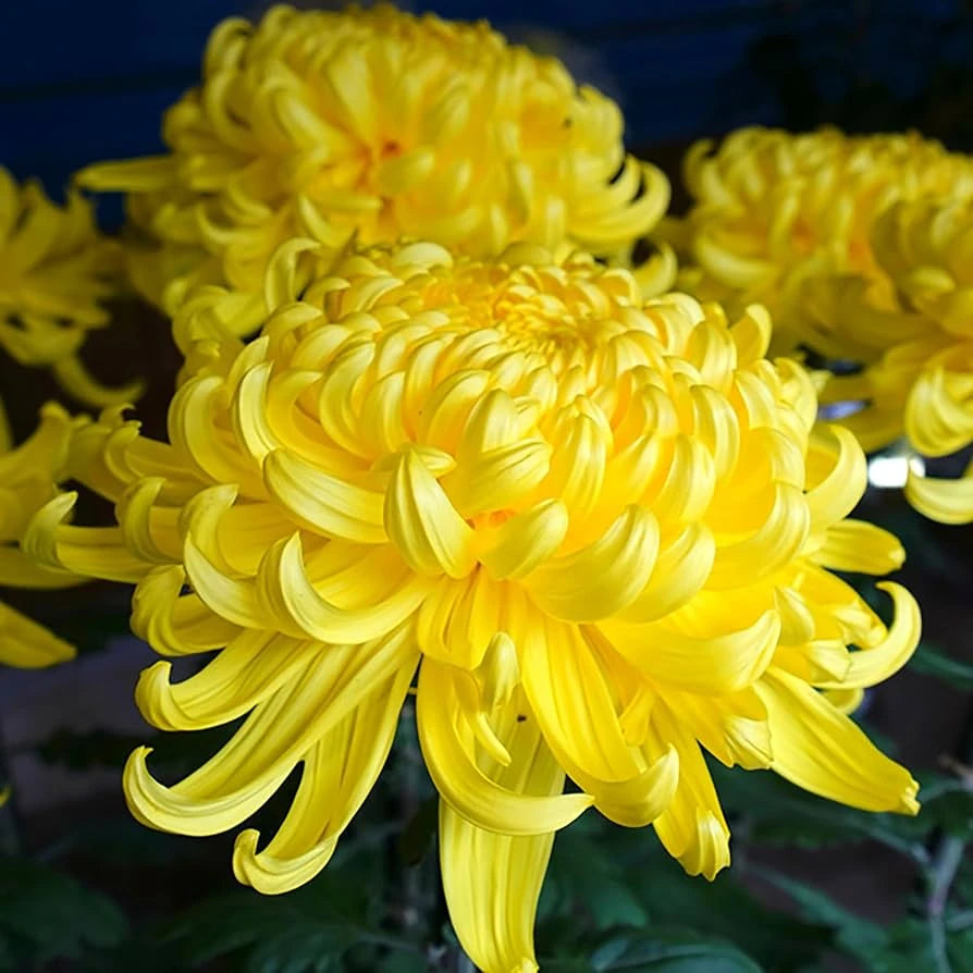 Mixed Chrysanthemum Flower seeds for Planting Fragrant Blossoms Heirloom & GMO Free Seeds for Home Garden 
 
 Sale