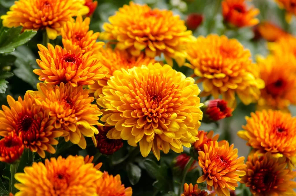 Chrysanthemum Flower Seeds Orange