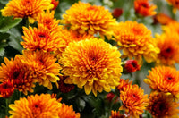 Chrysanthemum Flower Seeds Orange